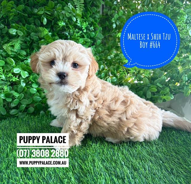 Maltzu (Maltese X Shih Tzu) Puppies – Boy. I am now in store at Puppy Palace Pet Shop, Loganholme. 07 3808 2880
