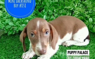 $2295 – Pied Mini Dachshund – Chocolate/White Pied Boy. I am in store now at Puppy Palace Pet Shop, Loganholme. 07 3808 2880