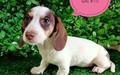 $2295 – Pied Mini Dachshund – White/Chocolate Pied Girl. I am in store now at Puppy Palace Pet Shop, Loganholme. 07 3808 2880