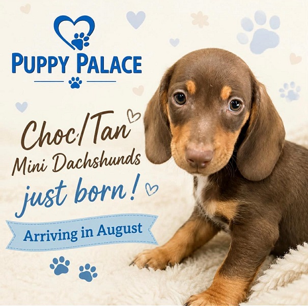 Miniature dachshund Puppies – Chocolate Boy & Girls.  We are arriving into store and available to go home on the 13 August. This is a photo from a previous litter. We will have photos of actual pups when they are 6 weeks old.
