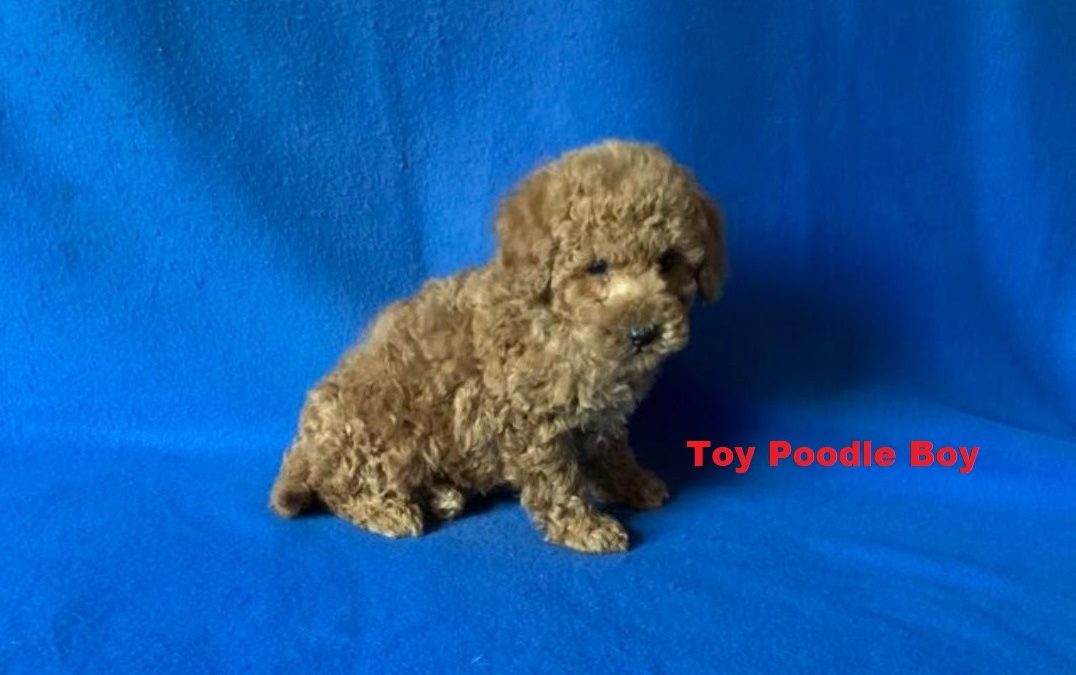 Tiny Toy Poodle – Boy. I am arriving into store at Puppy Palace Pet Shop & available to go home on the 11 June. I am 7 weeks old in this photo.