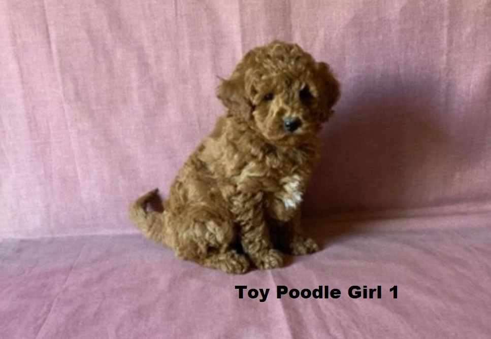 Tiny Toy Poodle – Girl. I am arriving into store at Puppy Palace Pet Shop & available to go home on the 11 June. I am 7 weeks old in this photo.