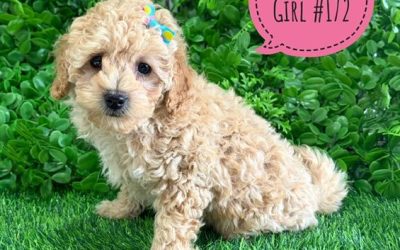 $2495 – Toy Poodle – Girl. I am in store now at Puppy Palace Pet Shop, Loganholme. 07 3808 2880