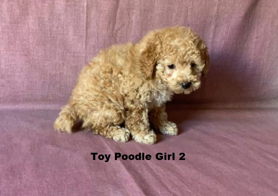 Tiny Toy Poodle – Girl. I am arriving into store at Puppy Palace Pet Shop & available to go home on the 11 June. I am 7 weeks old in this photo.