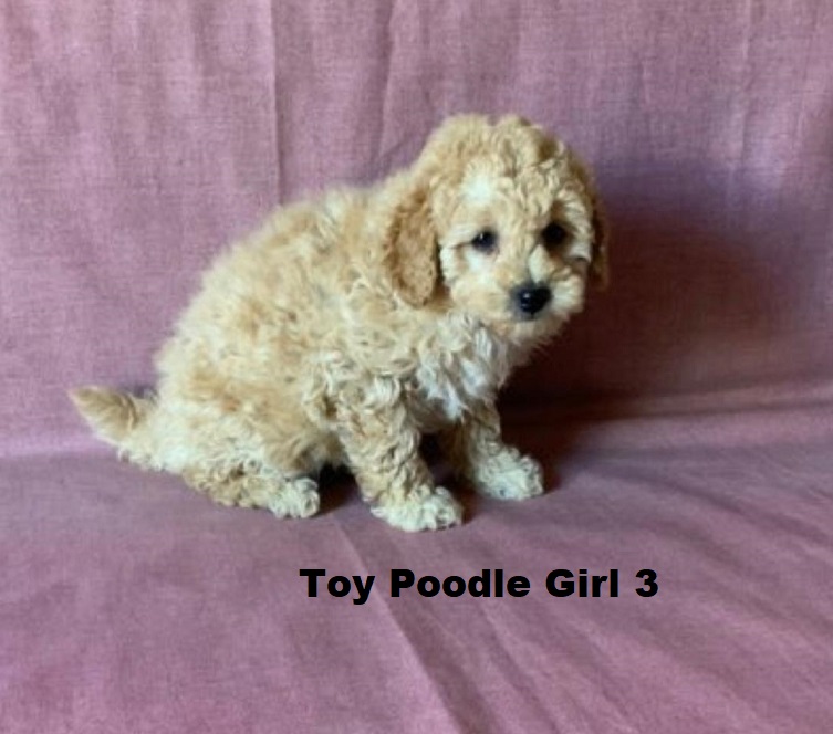 Tiny Toy Poodle – Girl. I am arriving into store at Puppy Palace Pet Shop & available to go home on the 11 June. I am 7 weeks old in this photo.