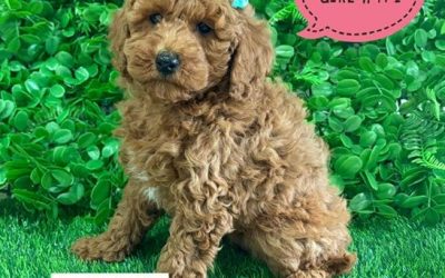 $2495 – Toy Poodle – Red Girl. I am in store now at Puppy Palace Pet Shop, Loganholme. 07 3808 2880