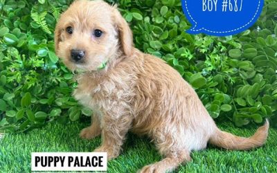 $1695 – Toy Poodle X Chihuahua/Jack Russell (Poochi X) – Boy. I am now in store at Puppy Palace Pet Shop, Loganholme. 07 3808 2880.