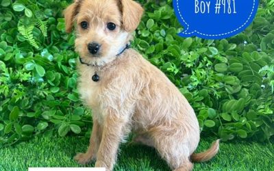 $1695 – Toy Poodle X Chihuahua/Jack Russell (Poochi X) – Boy. I am now in store at Puppy Palace Pet Shop, Loganholme. 07 3808 2880.