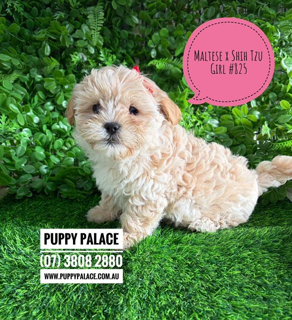 Maltzu (Maltese X Shih Tzu) Puppies – Girl. I am now in store at Puppy Palace Pet Shop, Loganholme. 07 3808 2880
