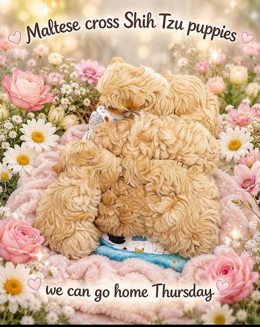 Maltese X Shih Tzu Puppies – Boys & Girls. We are arriving into store 21 June & available to go home on the 25 June.