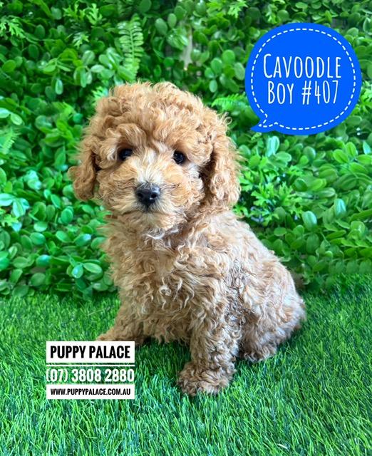 Cavoodle Puppies – Boy. I am now in store at Puppy Palace Pet Shop, Loganholme. 07 3808 2880