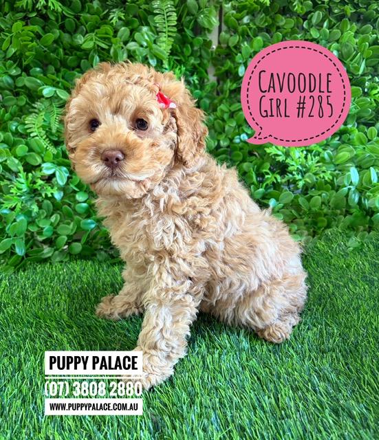 Cavoodle Puppies – Girl. I am now in store at Puppy Palace Pet Shop, Loganholme. 07 3808 2880.