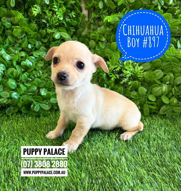 $2495 – Chihuahua Puppies – Boy. I am now in store at Puppy Palace Pet Shop, Loganholme. 07 3808 2880.
