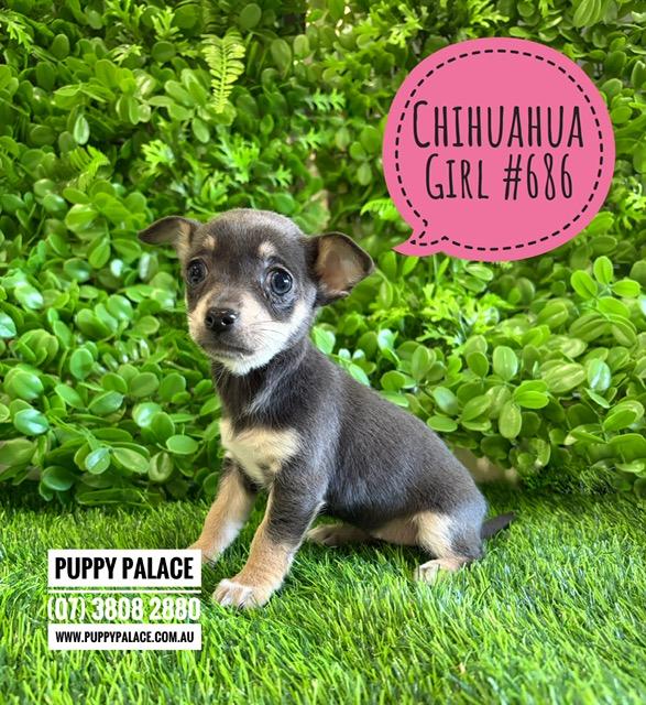 Chihuahua Puppies – Blue/Tan Girl. I am now in store at Puppy Palace Pet Shop, Loganholme. 07 3808 2880