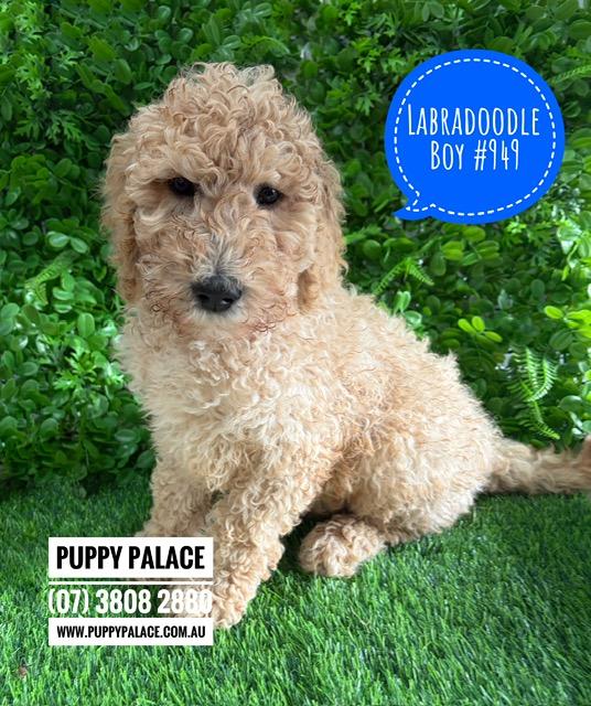 $2295 – Labradoodle (Labrador/Standard Poodle Mix) – Boy. I am in store now at Puppy Palace Pet Shop. 07 38082880