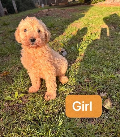 Labradoodle (Labrador/Standard Poodle Mix) – Girl. I am arriving into store and available to go home on the 23 July