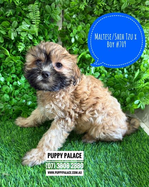 $2295 – Maltese/Shih Tzu X Puppies – Boy. I am now in store at Puppy Palace Pet Shop, Loganholme. 07 3808 2880