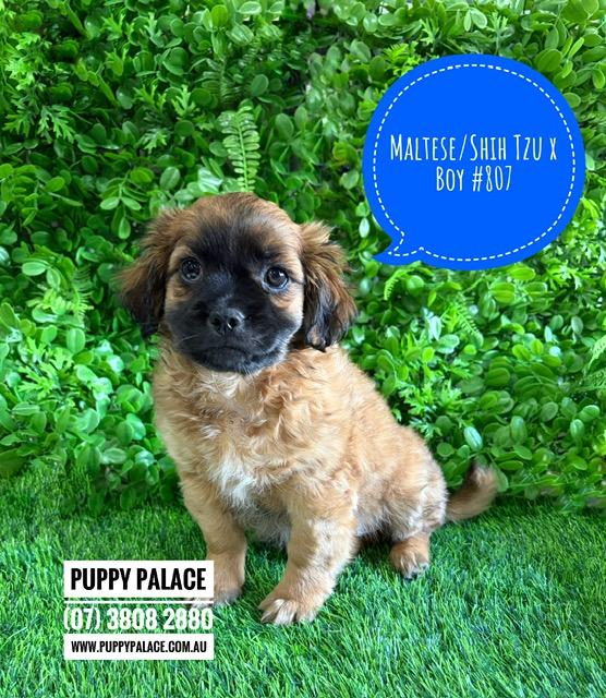 $2295 – Maltese/Shih Tzu X Puppies – Boy. I am now in store at Puppy Palace Pet Shop, Loganholme. 07 3808 2880