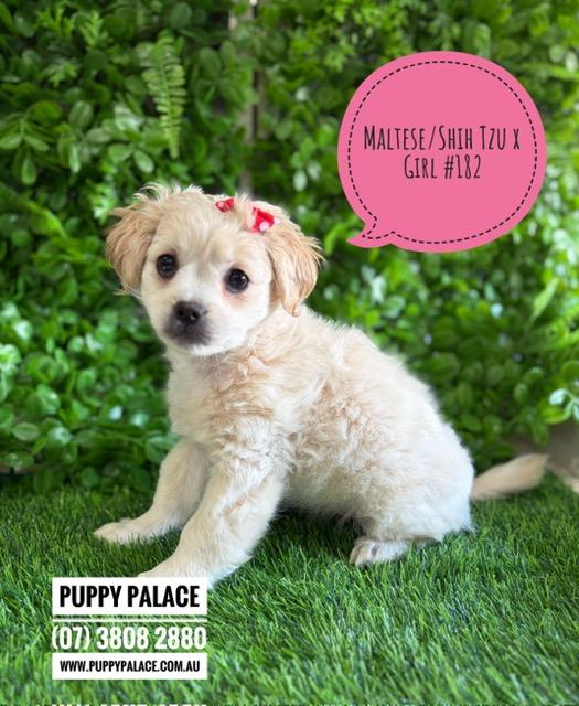 Maltese/Shih Tzu X Puppies – Girl. I am now in store at Puppy Palace Pet Shop, Loganholme. 07 3808 2880.