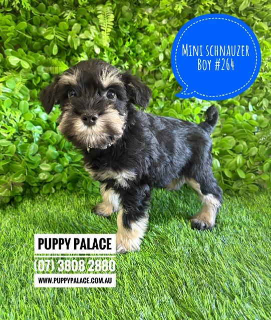 $2995 – Miniature Schnauzer  Puppies – Boy. I am now in store at Puppy Palace Pet Shop, Loganholme. 07 3808 2880