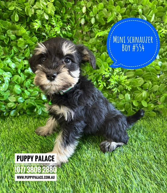 $2995 – Miniature Schnauzer  Puppies – Boy. I am now in store at Puppy Palace Pet Shop, Loganholme. 07 3808 2880