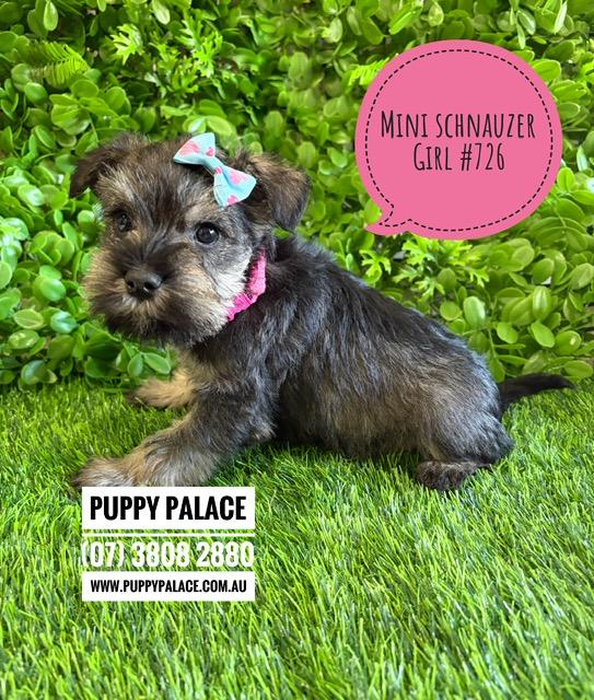$3295 – Miniature Schnauzer Puppies – Girl. I am now in store at Puppy Palace Pet Shop, Loganholme. 07 3808 2880