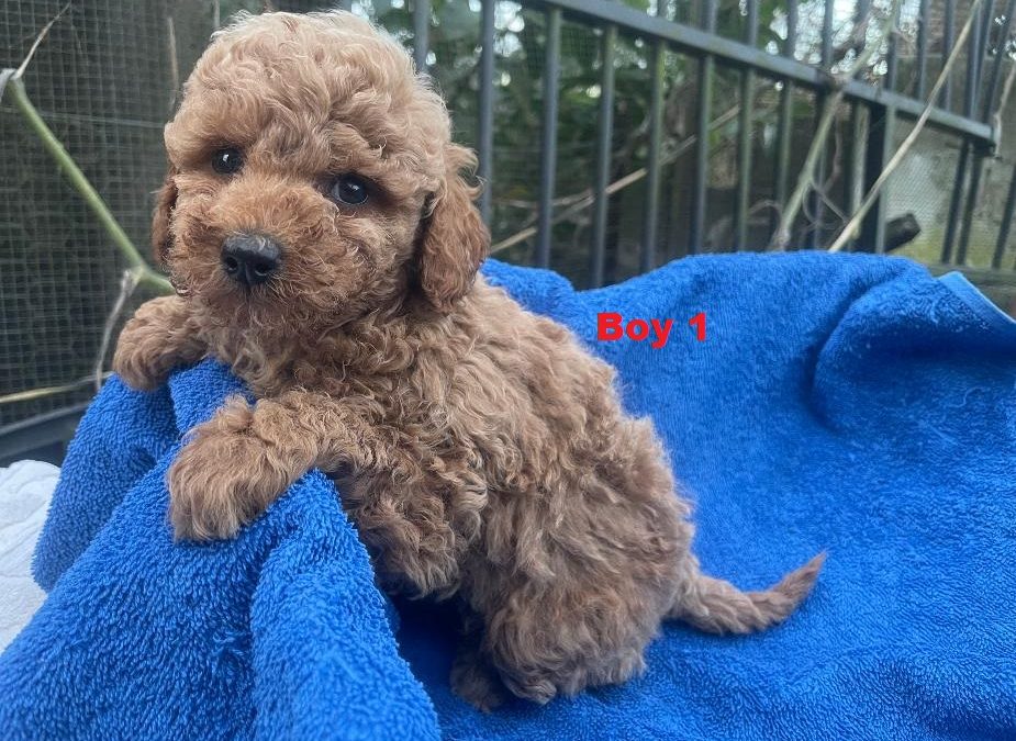Toy Poodle Puppies – Red Boy.  I am arriving into store at Puppy Palace Pet Shop & available to go home on the 6th August.