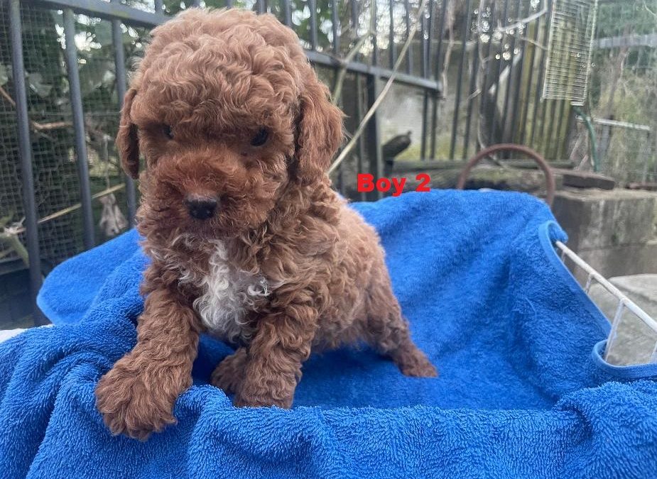 Toy Poodle Puppies – Red Boy.  I am arriving into store at Puppy Palace Pet Shop & available to go home on the 6th August.