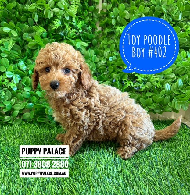 $2695 – Toy Poodle Puppies – Boy. I am now in store at Puppy Palace Pet Shop, Loganholme. 07 3808 2880