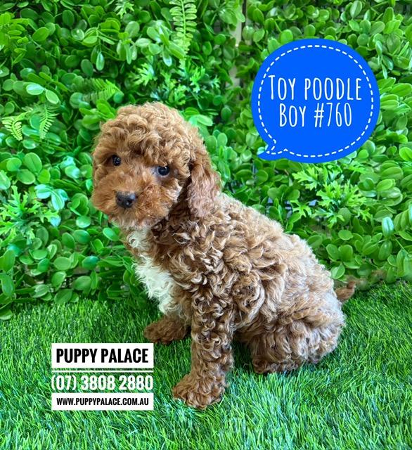 $2695 – Toy Poodle Puppies – Boy. I am now in store at Puppy Palace Pet Shop, Loganholme. 07 3808 2880