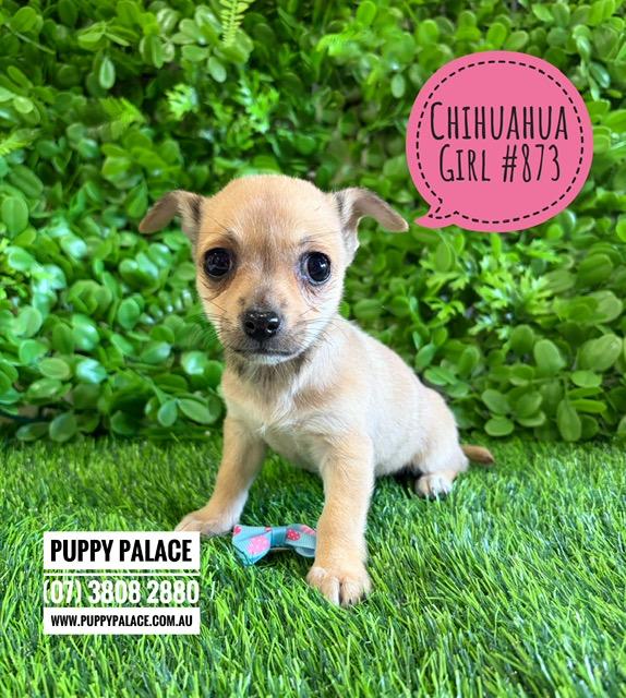 $2495 – Tiny Chihuahua Puppies – Girl. I am now in store at Puppy Palace Pet Shop, Loganholme. 07 3808 2880