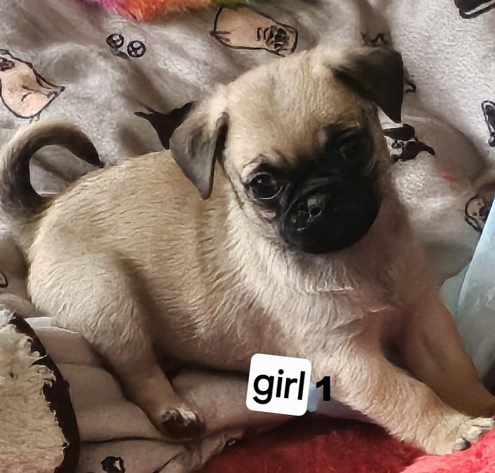 Jug (Pure Pug X ¾ Pug x ¼ Jack Russell) – Girl. I am arriving into store at Puppy Palace Pet Shop & available to go home on 3 September