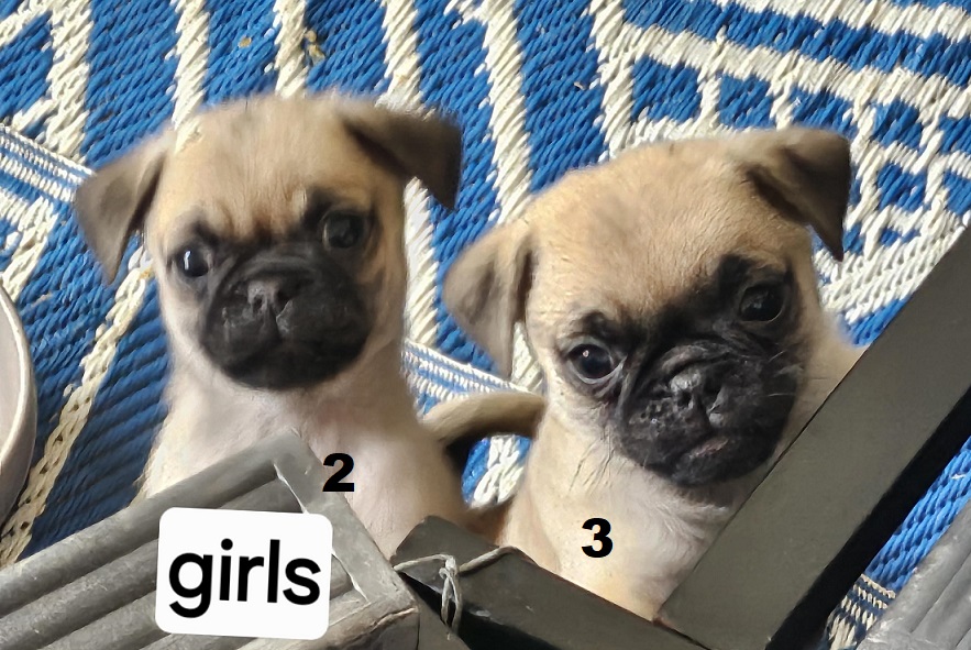 Jug (Pure Pug X ¾ Pug x ¼ Jack Russell) – Girls. I am arriving into store at Puppy Palace Pet Shop & available to go home on 3 September