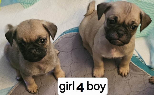 Jug (Pure Pug X ¾ Pug x ¼ Jack Russell) – Girl & Boy. I am arriving into store at Puppy Palace Pet Shop & available to go home on 3 September