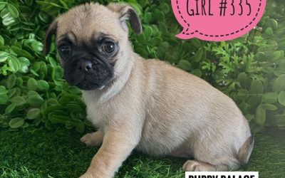 $1495 – Jug (Pure Pug X ¾ Pug x ¼ Jack Russell) – Girl. (I have also had my 2nd Vaccination & vet check Value $170). I am now in store at Puppy Palace Pet Shop, Loganholme. 07 3808 2880.