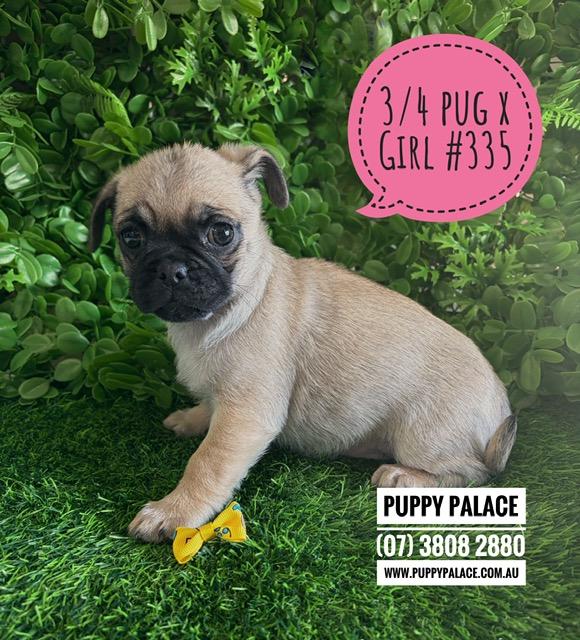 $2295 – Jug (Pure Pug X ¾ Pug x ¼ Jack Russell) – Girl. I am now in store at Puppy Palace Pet Shop, Loganholme. 07 3808 2880