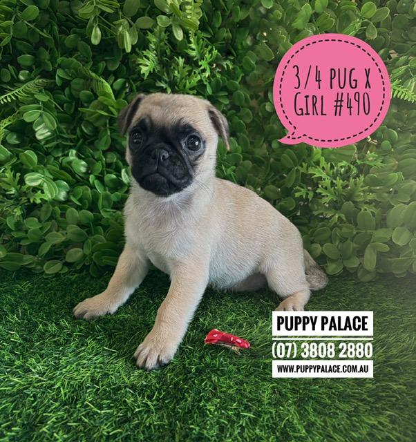 $2295 – Jug (Pure Pug X ¾ Pug x ¼ Jack Russell) – Girl. I am now in store at Puppy Palace Pet Shop, Loganholme. 07 3808 2880