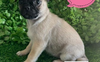 $1495 – Jug (Pure Pug X ¾ Pug x ¼ Jack Russell) – Girl. (I have also had my 2nd Vaccination & vet check Value $170). I am now in store at Puppy Palace Pet Shop, Loganholme. 07 3808 2880.
