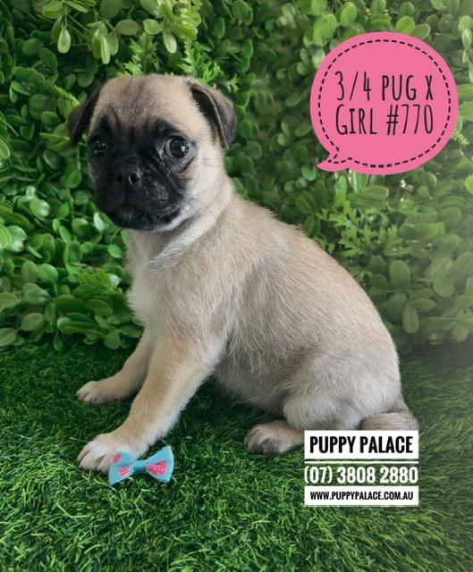 $2295 – Jug (Pure Pug X ¾ Pug x ¼ Jack Russell) – Girl. I am now in store at Puppy Palace Pet Shop, Loganholme. 07 3808 2880