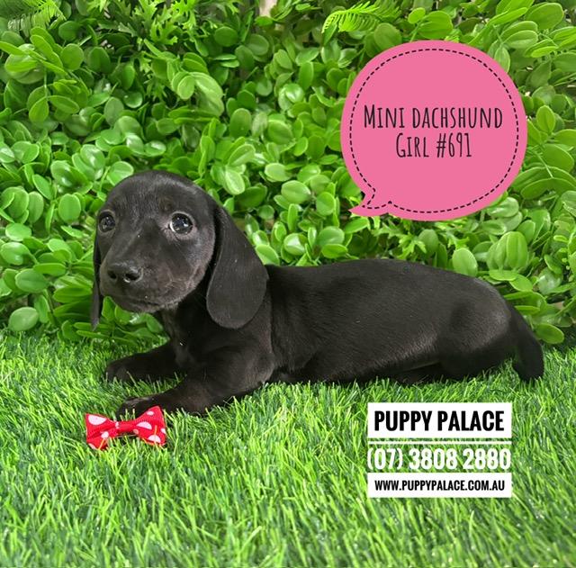 $2195 – Mini Dachshund Puppies – Girl. I am now in store at Puppy Palace Pet Shop, Loganholme. 07 3808 2880