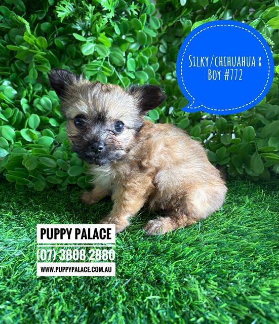 $2195 – Silky Chi (LH Silky Terrier/Chihuahua X SH Chihuahua) Puppies – Boy. I am now in store at Puppy Palace Pet Shop, Loganholme. 07 3808 2880