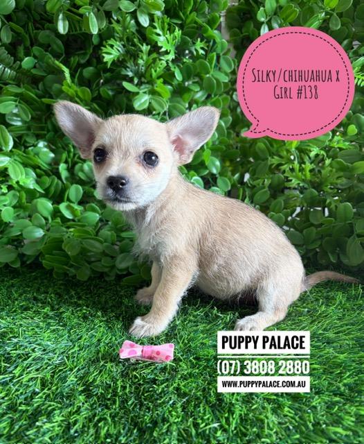 $2195 – Silky Chi (LH Silky Terrier/Chihuahua X SH Chihuahua) Puppies – Girl. I am now in store at Puppy Palace Pet Shop, Loganholme. 07 3808 2880