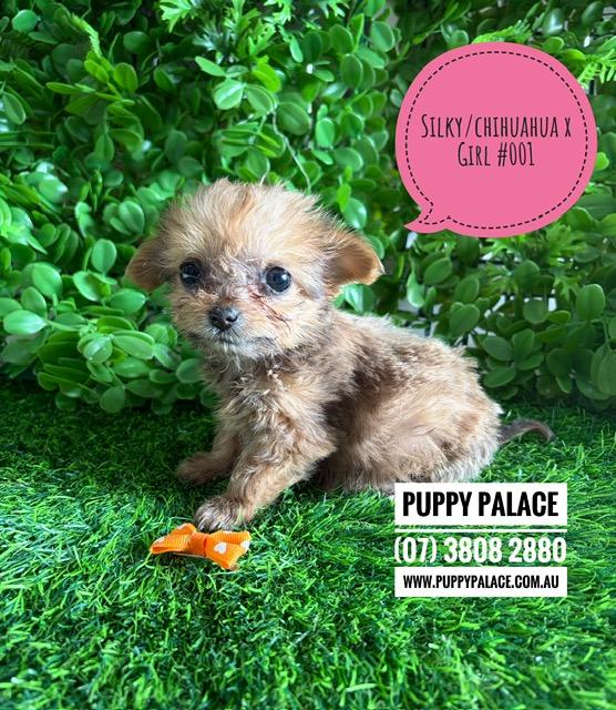 Tiny Silky Chi (LH Silky Terrier/Chihuahua X SH Chihuahua) Puppies – Girl. I am now in store at Puppy Palace Pet Shop, Loganholme. 07 3808 2880