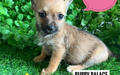 $1795 – Silky Chi (LH Silky Terrier/Chihuahua X SH Chihuahua) Puppies – Girl. (I have also had my 2nd Vaccination & vet check Value $170). I am now in store at Puppy Palace Pet Shop, Loganholme. 07 3808 2880