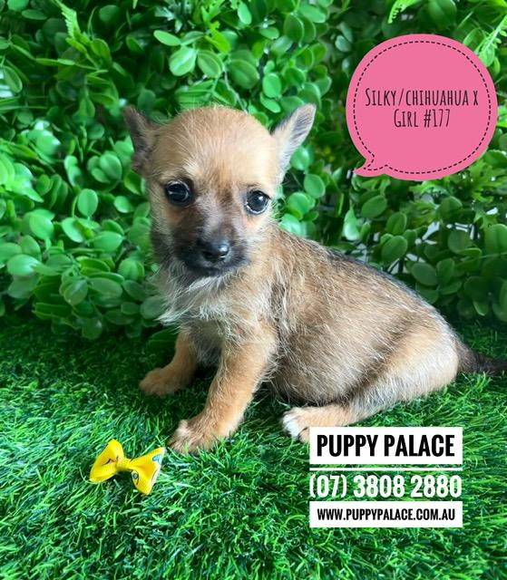 $2195 – Silky Chi (LH Silky Terrier/Chihuahua X SH Chihuahua) Puppies – Girl. I am now in store at Puppy Palace Pet Shop, Loganholme. 07 3808 2880