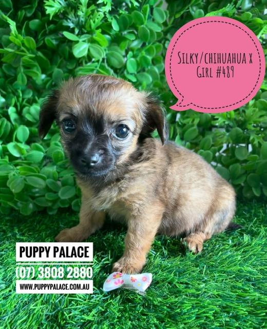 $2195 – Silky Chi (LH Silky Terrier/Chihuahua X SH Chihuahua) Puppies – Girl. I am now in store at Puppy Palace Pet Shop, Loganholme. 07 3808 2880