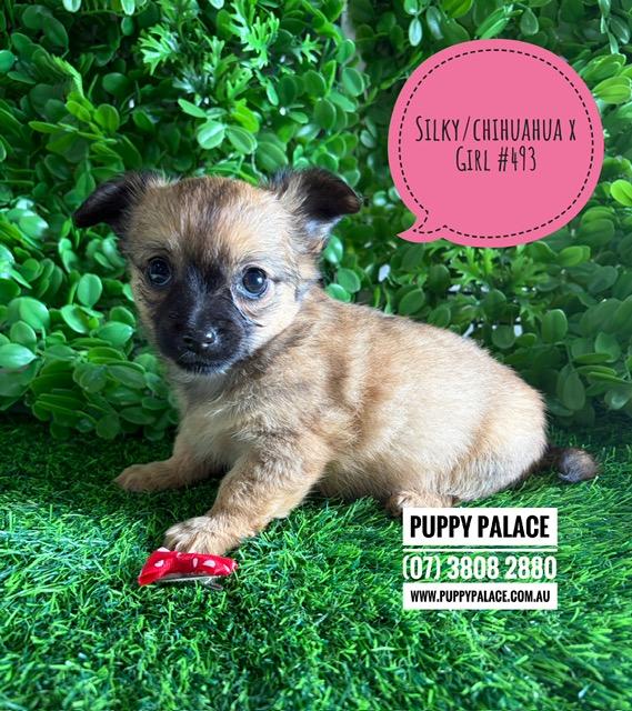$2195 – Silky Chi (LH Silky Terrier/Chihuahua X SH Chihuahua) Puppies – Girl. I am now in store at Puppy Palace Pet Shop, Loganholme. 07 3808 2880