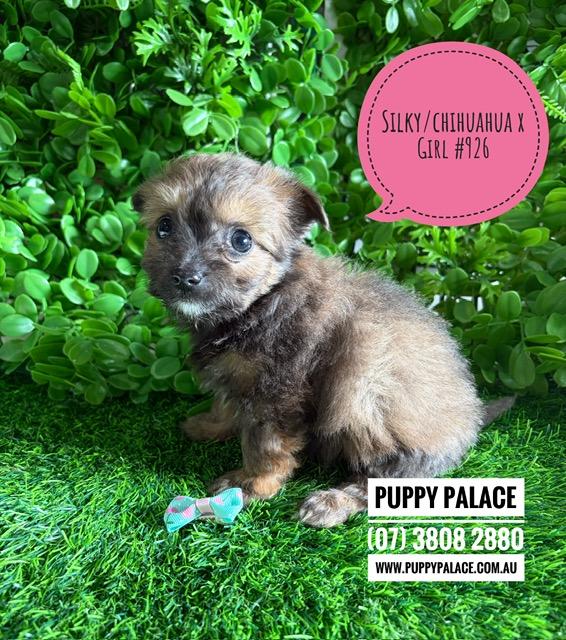 $2195 – Silky Chi (LH Silky Terrier/Chihuahua X SH Chihuahua) Puppies – Girl. I am now in store at Puppy Palace Pet Shop, Loganholme. 07 3808 2880