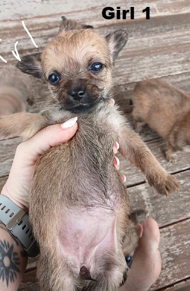 Silky Terrier/Chihuahua X Chihuahua – Girl. I am arriving into store at Puppy Palace Pet Shop & available to go home on 10 September