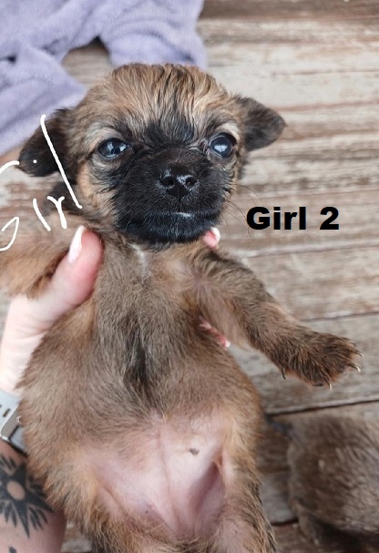 Silky Terrier/Chihuahua X Chihuahua – Girl. I am arriving into store at Puppy Palace Pet Shop & available to go home on 10 September